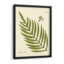 Helecho Antiguo I - Vision Studio | Cuadro decorativo de Canvas Lab