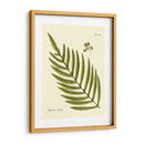 Helecho Antiguo I - Vision Studio | Cuadro decorativo de Canvas Lab