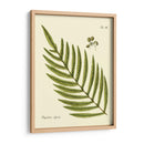 Helecho Antiguo I - Vision Studio | Cuadro decorativo de Canvas Lab