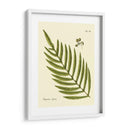 Helecho Antiguo I - Vision Studio | Cuadro decorativo de Canvas Lab