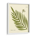 Helecho Antiguo I - Vision Studio | Cuadro decorativo de Canvas Lab