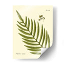 Helecho Antiguo I - Vision Studio | Cuadro decorativo de Canvas Lab