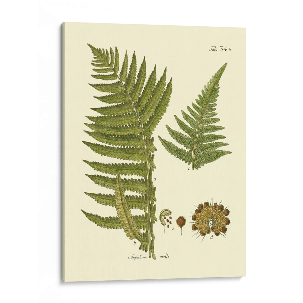 Antiguo Fern Iii - Vision Studio | Cuadro decorativo de Canvas Lab