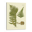 Antiguo Fern Iii - Vision Studio | Cuadro decorativo de Canvas Lab