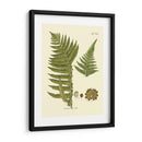 Antiguo Fern Iii - Vision Studio | Cuadro decorativo de Canvas Lab