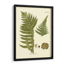 Antiguo Fern Iii - Vision Studio | Cuadro decorativo de Canvas Lab