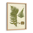 Antiguo Fern Iii - Vision Studio | Cuadro decorativo de Canvas Lab