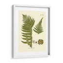 Antiguo Fern Iii - Vision Studio | Cuadro decorativo de Canvas Lab