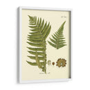 Antiguo Fern Iii - Vision Studio | Cuadro decorativo de Canvas Lab