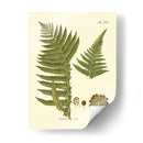 Antiguo Fern Iii - Vision Studio | Cuadro decorativo de Canvas Lab