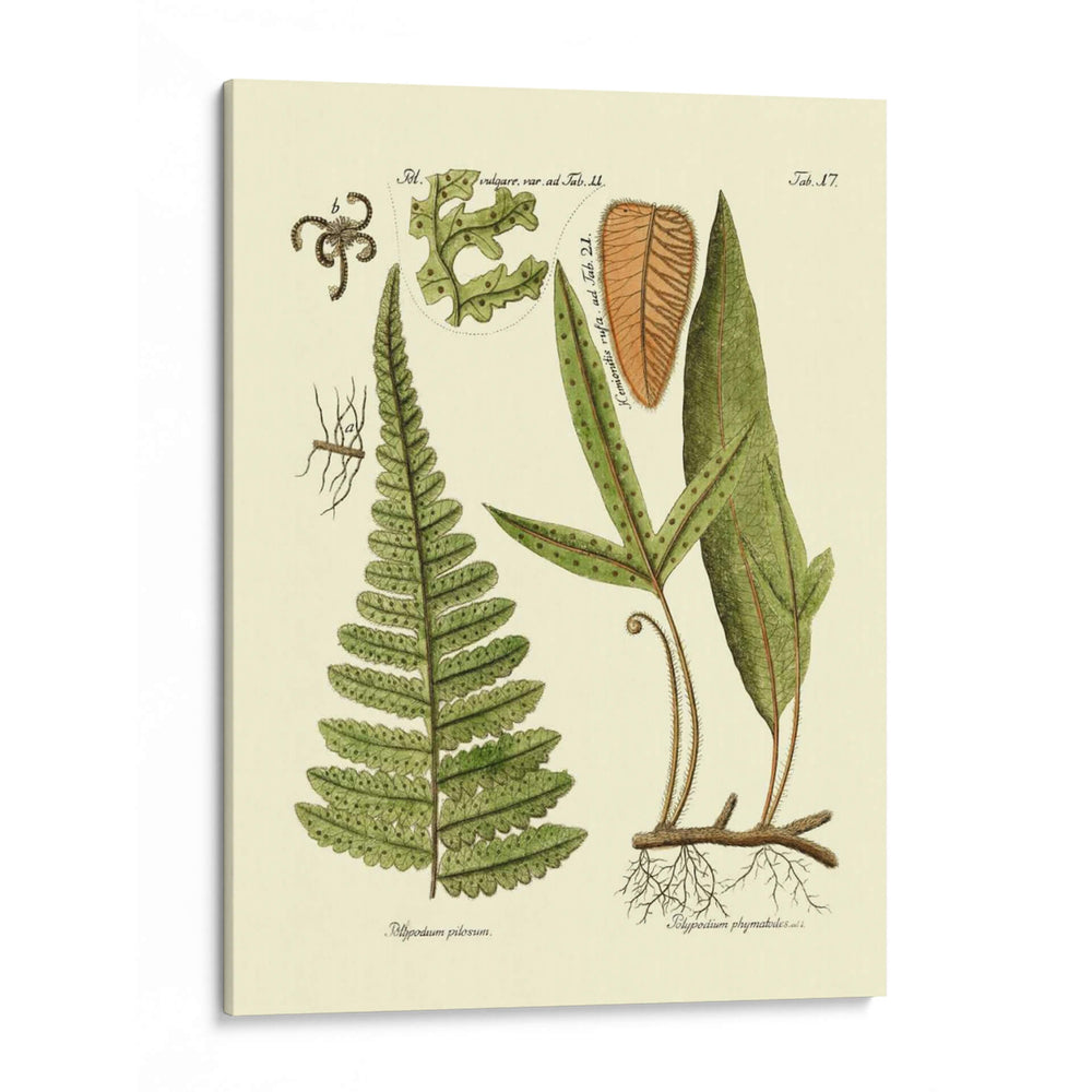 Antiguo Fern Iv - Vision Studio | Cuadro decorativo de Canvas Lab