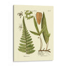 Antiguo Fern Iv - Vision Studio | Cuadro decorativo de Canvas Lab