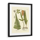 Antiguo Fern Iv - Vision Studio | Cuadro decorativo de Canvas Lab
