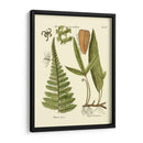 Antiguo Fern Iv - Vision Studio | Cuadro decorativo de Canvas Lab