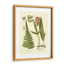 Antiguo Fern Iv - Vision Studio | Cuadro decorativo de Canvas Lab