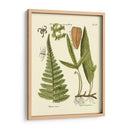 Antiguo Fern Iv - Vision Studio | Cuadro decorativo de Canvas Lab