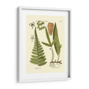Antiguo Fern Iv - Vision Studio | Cuadro decorativo de Canvas Lab