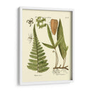 Antiguo Fern Iv - Vision Studio | Cuadro decorativo de Canvas Lab