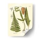Antiguo Fern Iv - Vision Studio | Cuadro decorativo de Canvas Lab