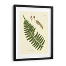 Helecho Antiguo V - Vision Studio | Cuadro decorativo de Canvas Lab
