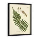 Helecho Antiguo V - Vision Studio | Cuadro decorativo de Canvas Lab