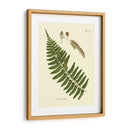 Helecho Antiguo V - Vision Studio | Cuadro decorativo de Canvas Lab