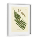 Helecho Antiguo V - Vision Studio | Cuadro decorativo de Canvas Lab