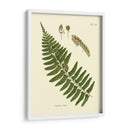 Helecho Antiguo V - Vision Studio | Cuadro decorativo de Canvas Lab