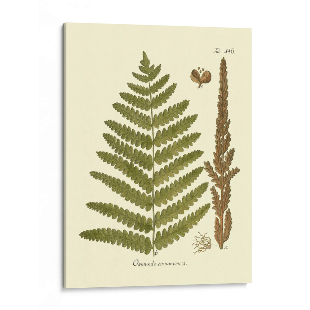 Antiguo Fern Vi - Vision Studio | Cuadro decorativo de Canvas Lab