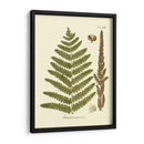 Antiguo Fern Vi - Vision Studio | Cuadro decorativo de Canvas Lab