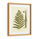Antiguo Fern Vi - Vision Studio | Cuadro decorativo de Canvas Lab