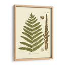 Antiguo Fern Vi - Vision Studio | Cuadro decorativo de Canvas Lab