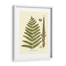 Antiguo Fern Vi - Vision Studio | Cuadro decorativo de Canvas Lab