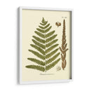Antiguo Fern Vi - Vision Studio | Cuadro decorativo de Canvas Lab