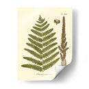 Antiguo Fern Vi - Vision Studio | Cuadro decorativo de Canvas Lab