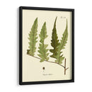 Antiguo Helecho Vii - Vision Studio | Cuadro decorativo de Canvas Lab