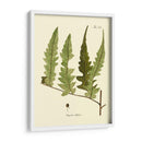 Antiguo Helecho Vii - Vision Studio | Cuadro decorativo de Canvas Lab