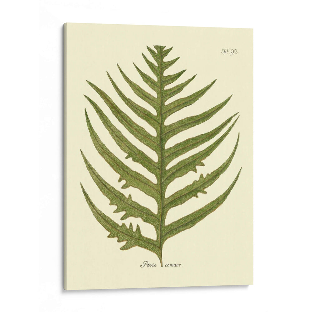 Antiguo Fern Viii - Vision Studio | Cuadro decorativo de Canvas Lab
