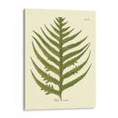 Antiguo Fern Viii - Vision Studio | Cuadro decorativo de Canvas Lab