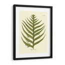 Antiguo Fern Viii - Vision Studio | Cuadro decorativo de Canvas Lab