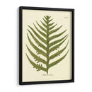 Antiguo Fern Viii - Vision Studio | Cuadro decorativo de Canvas Lab