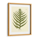 Antiguo Fern Viii - Vision Studio | Cuadro decorativo de Canvas Lab