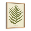 Antiguo Fern Viii - Vision Studio | Cuadro decorativo de Canvas Lab