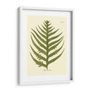 Antiguo Fern Viii - Vision Studio | Cuadro decorativo de Canvas Lab