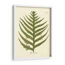 Antiguo Fern Viii - Vision Studio | Cuadro decorativo de Canvas Lab