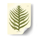 Antiguo Fern Viii - Vision Studio | Cuadro decorativo de Canvas Lab
