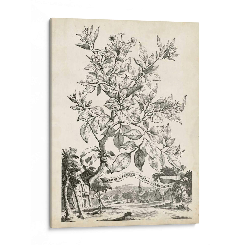 Scenic Botanical Ii - Abraham Munting | Cuadro decorativo de Canvas Lab