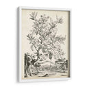 Scenic Botanical Ii - Abraham Munting | Cuadro decorativo de Canvas Lab