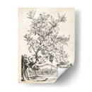 Scenic Botanical Ii - Abraham Munting | Cuadro decorativo de Canvas Lab