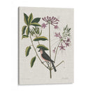 Estudios En La Naturaleza I - Mark Catesby | Cuadro decorativo de Canvas Lab